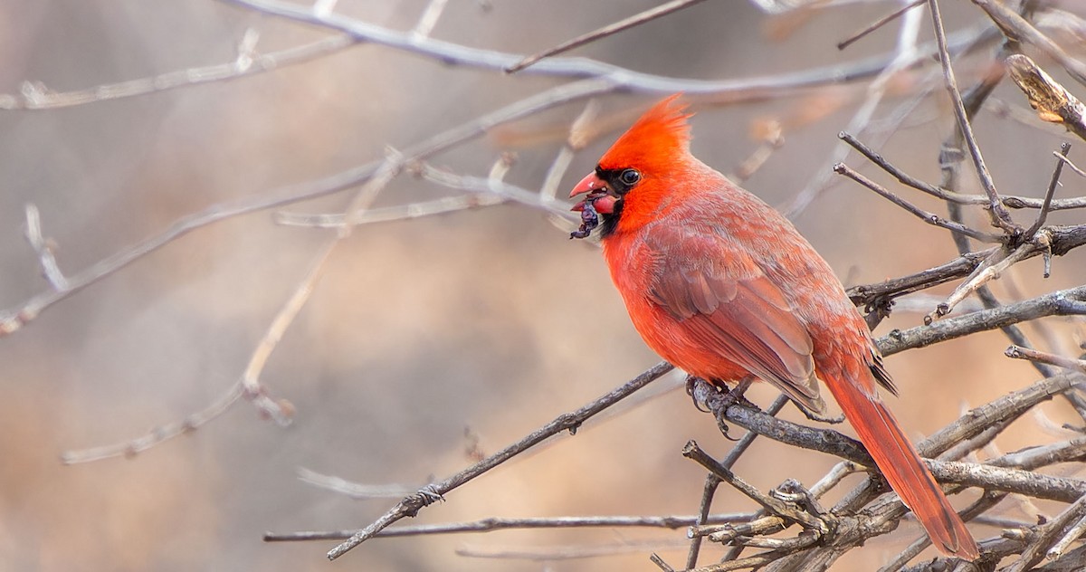 Northern Cardinal - Tara Plum