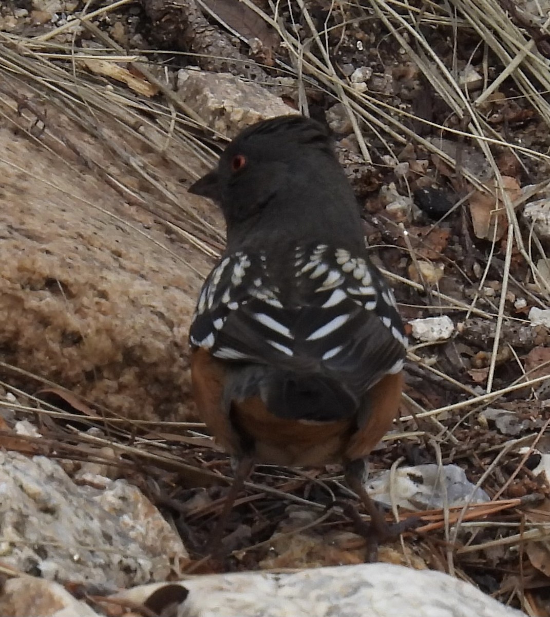 Spotted Towhee - Wendy King