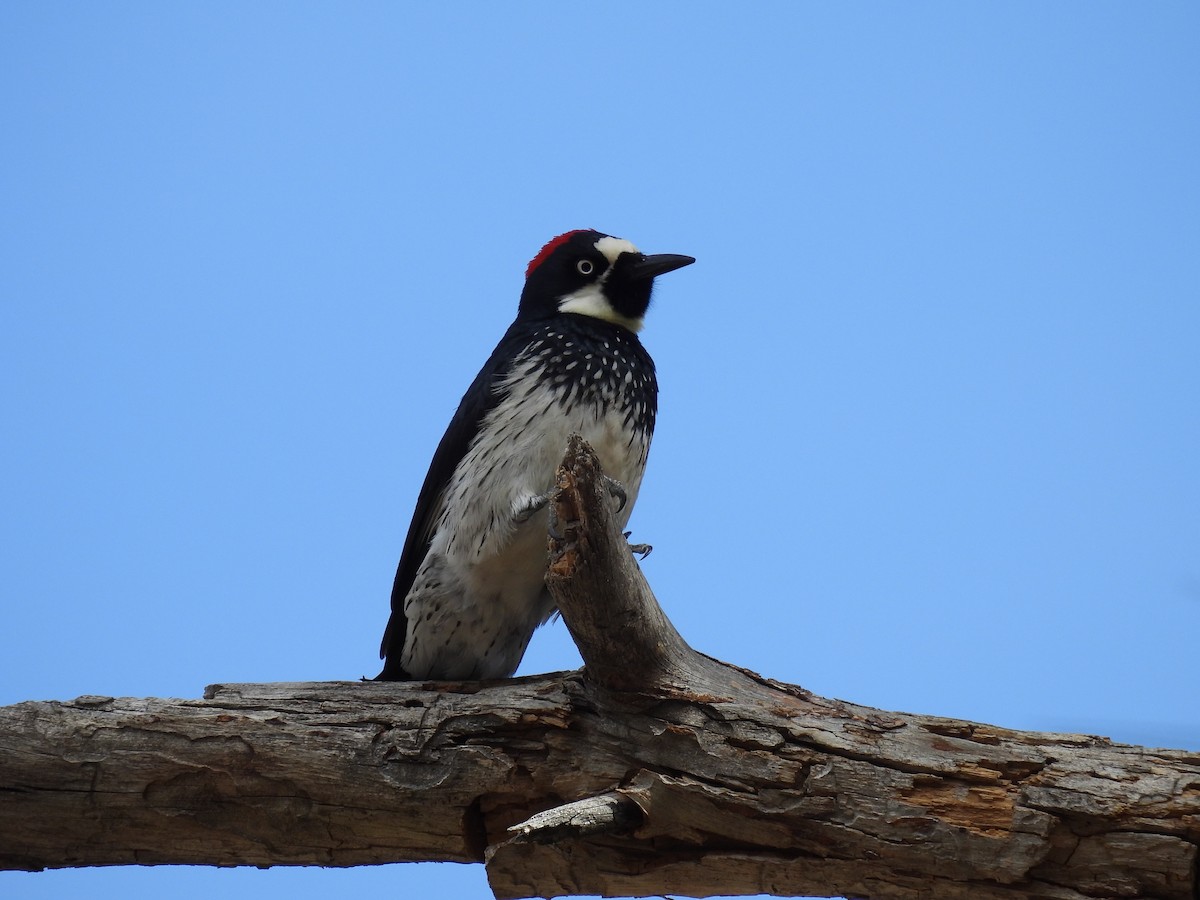 Acorn Woodpecker - ML615978805