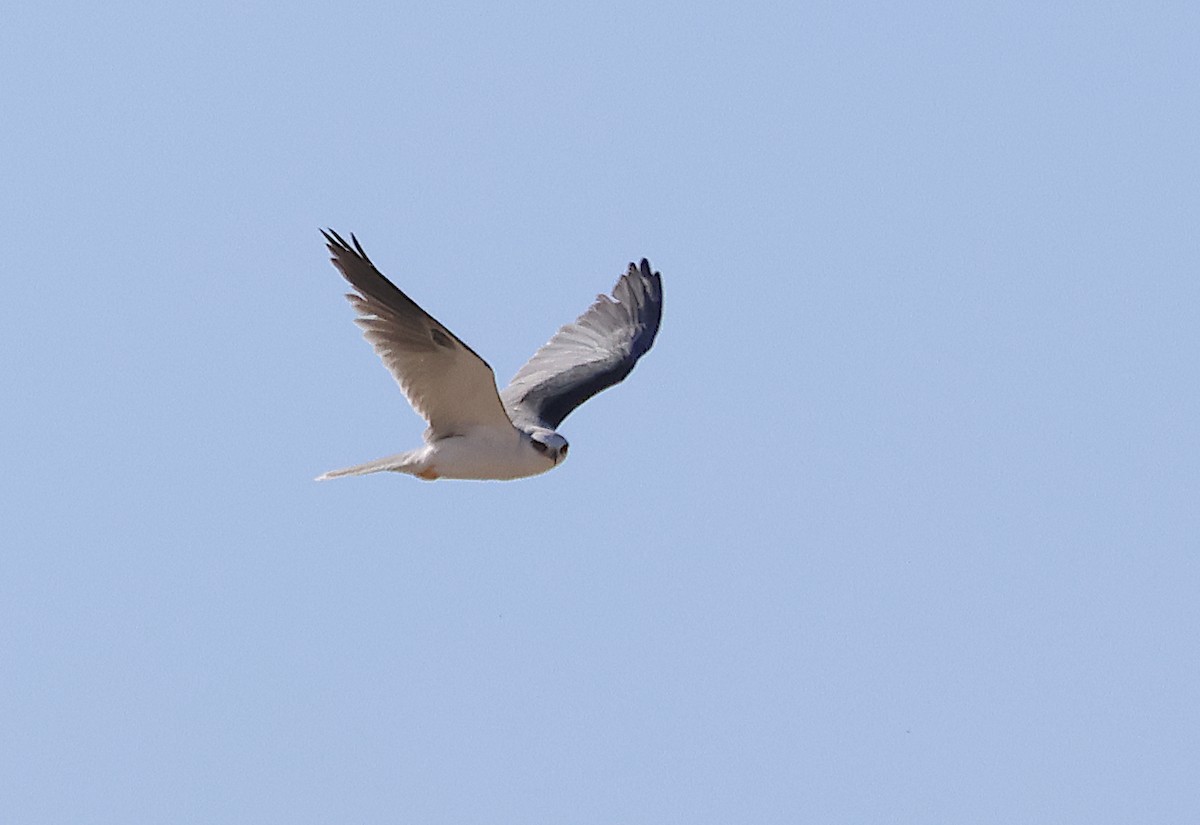 White-tailed Kite - Ad Konings