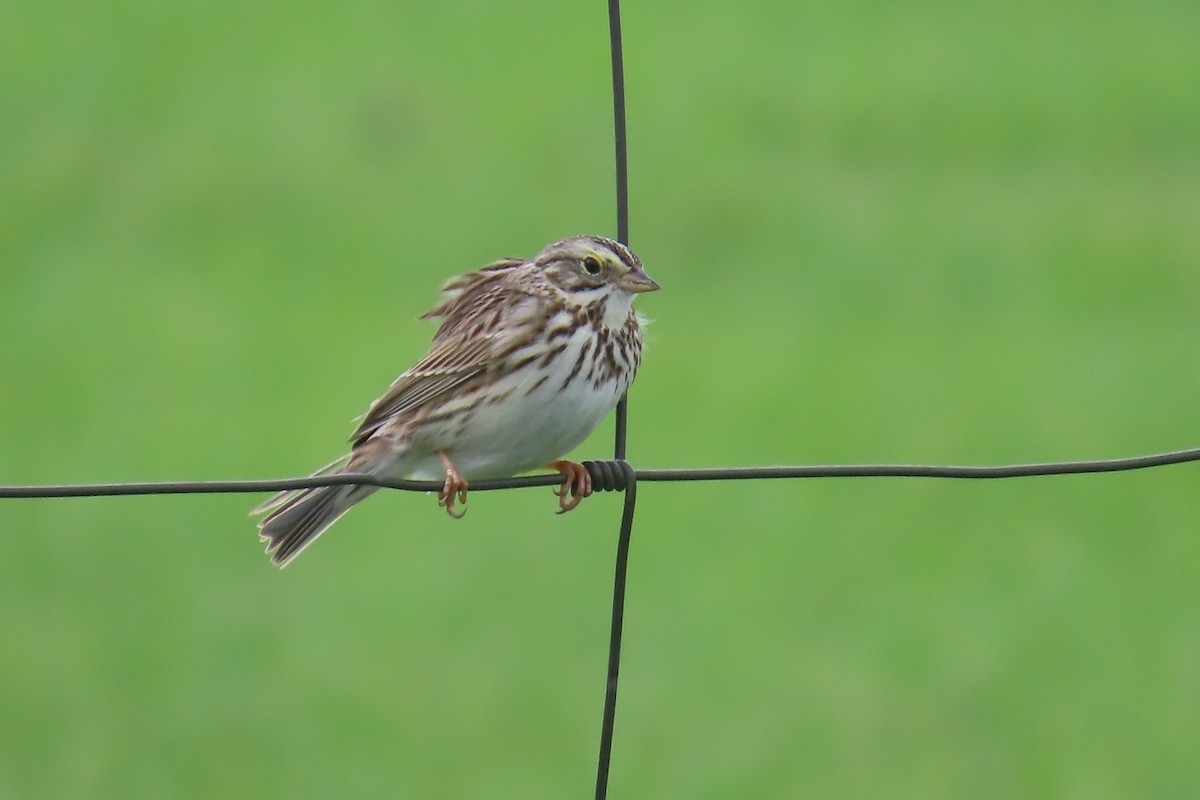 Savannah Sparrow - ML615978907