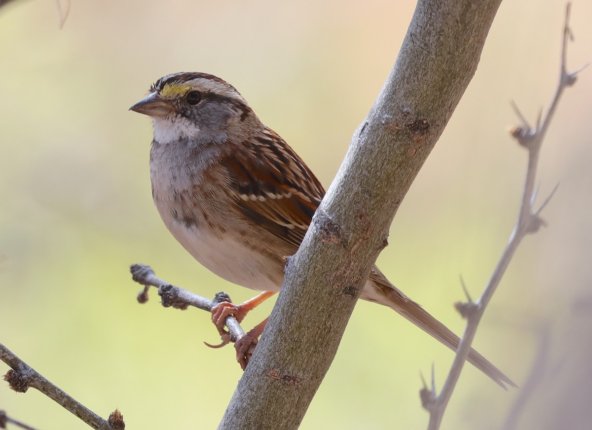 White-throated Sparrow - Ad Konings