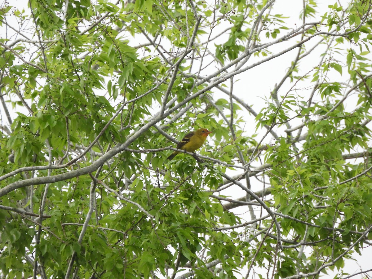 Western Tanager - ML615978979