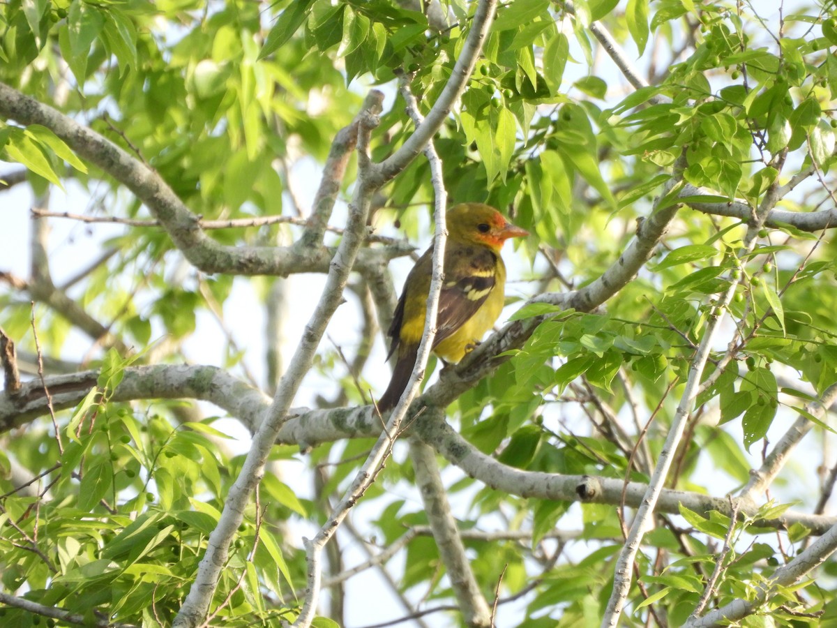 Western Tanager - ML615978980