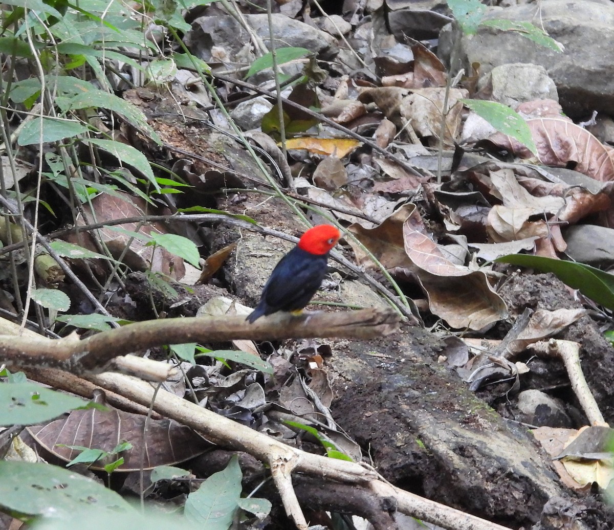 Red-capped Manakin - ML615979024