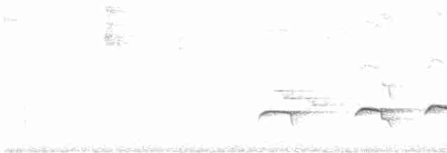 Grallaire de Kaestner - ML615979271