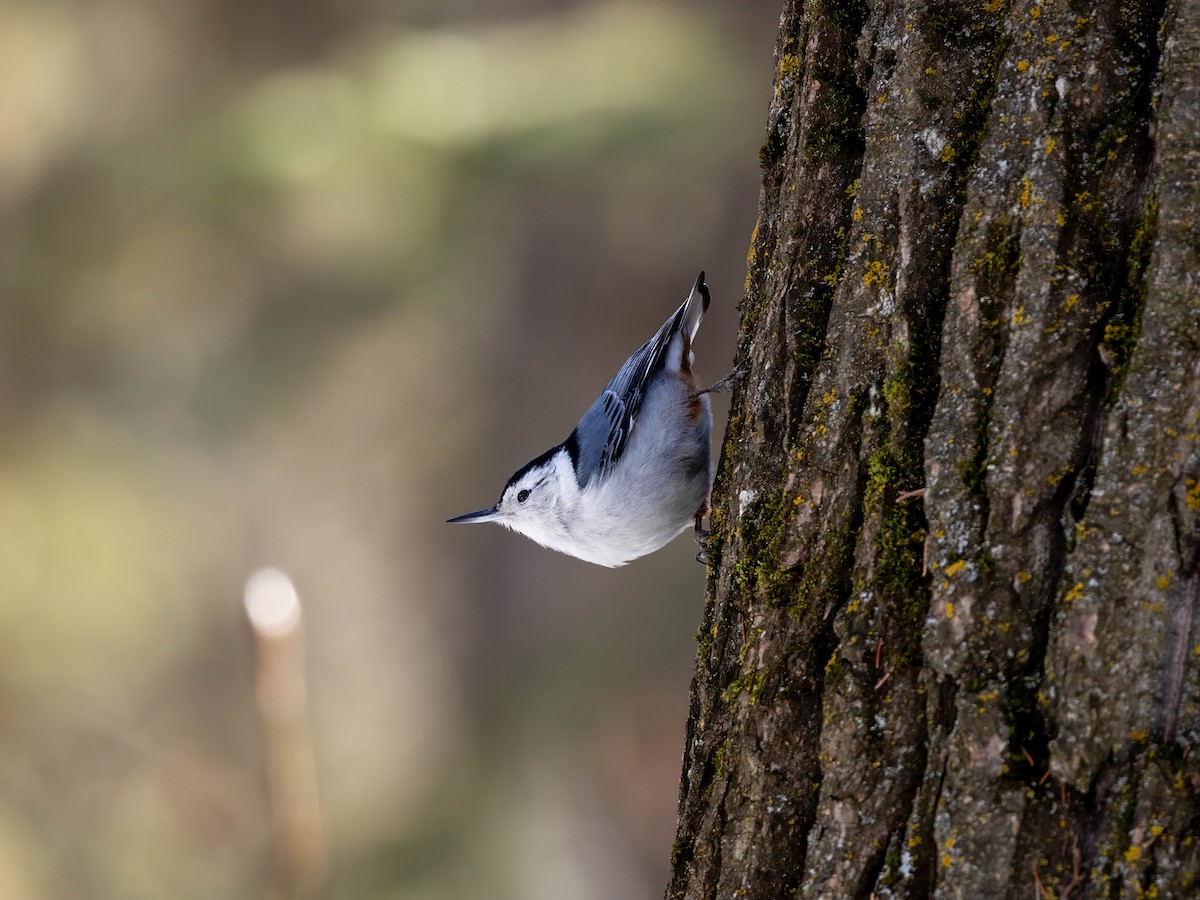 White-breasted Nuthatch - Sean Sparrow