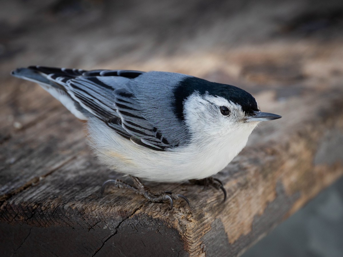 White-breasted Nuthatch - ML615979440