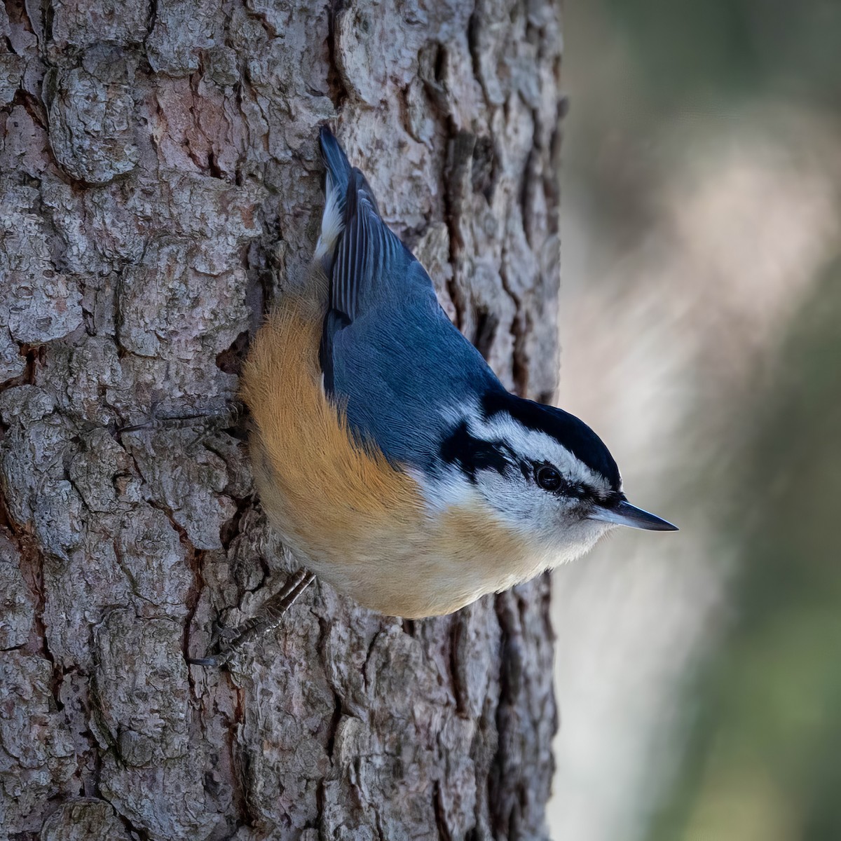 Red-breasted Nuthatch - ML615979448