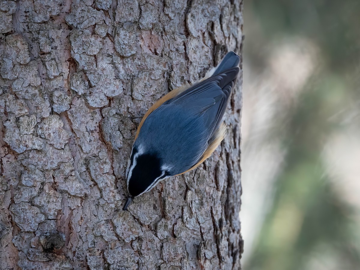 Red-breasted Nuthatch - ML615979449