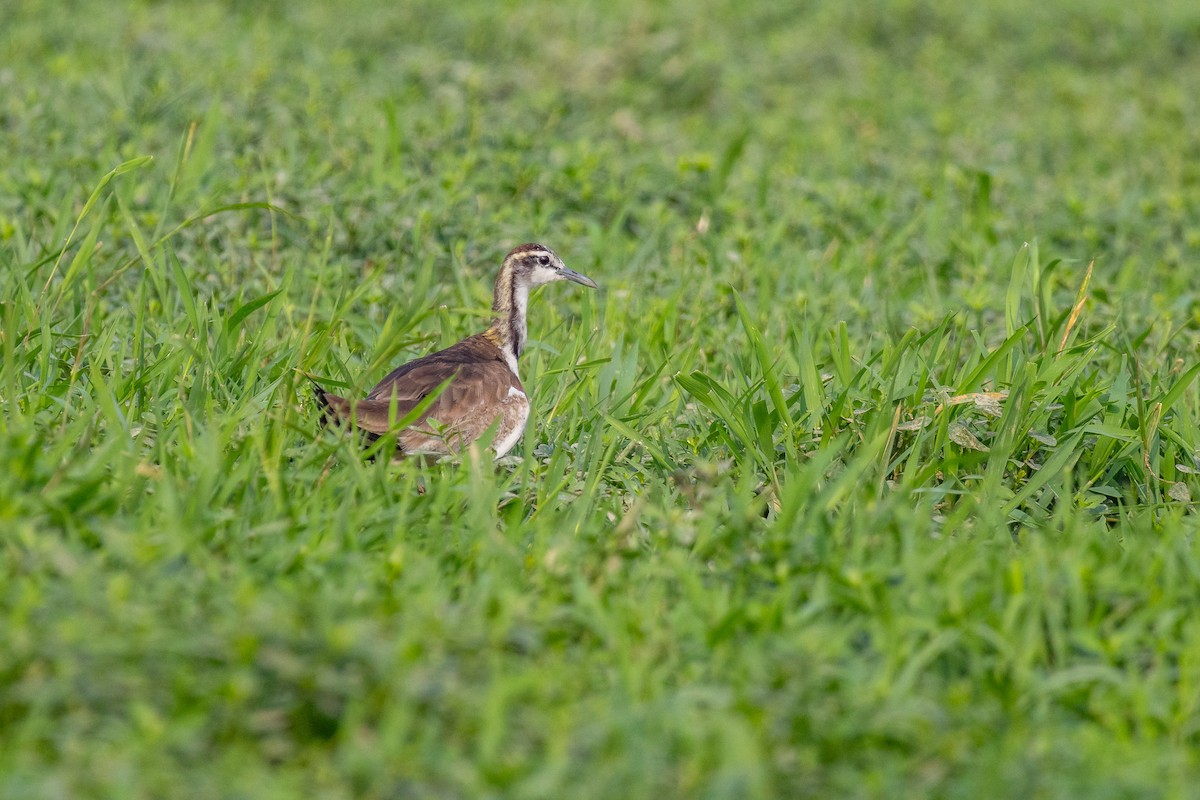 Pheasant-tailed Jacana - Anand T