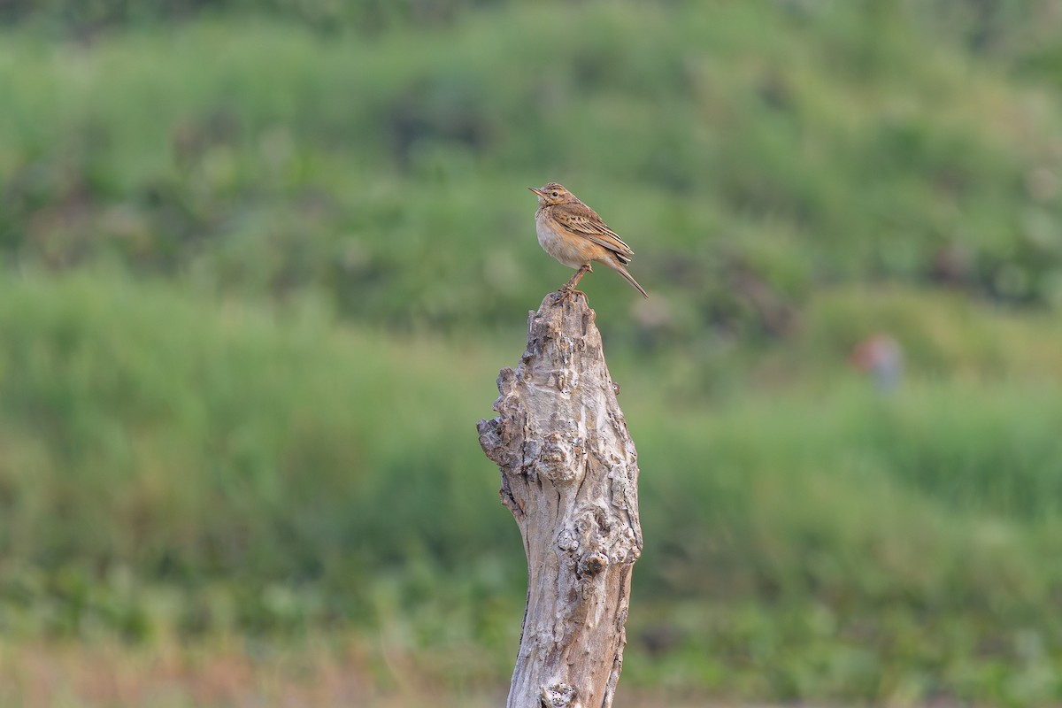 Paddyfield Pipit - Anand T