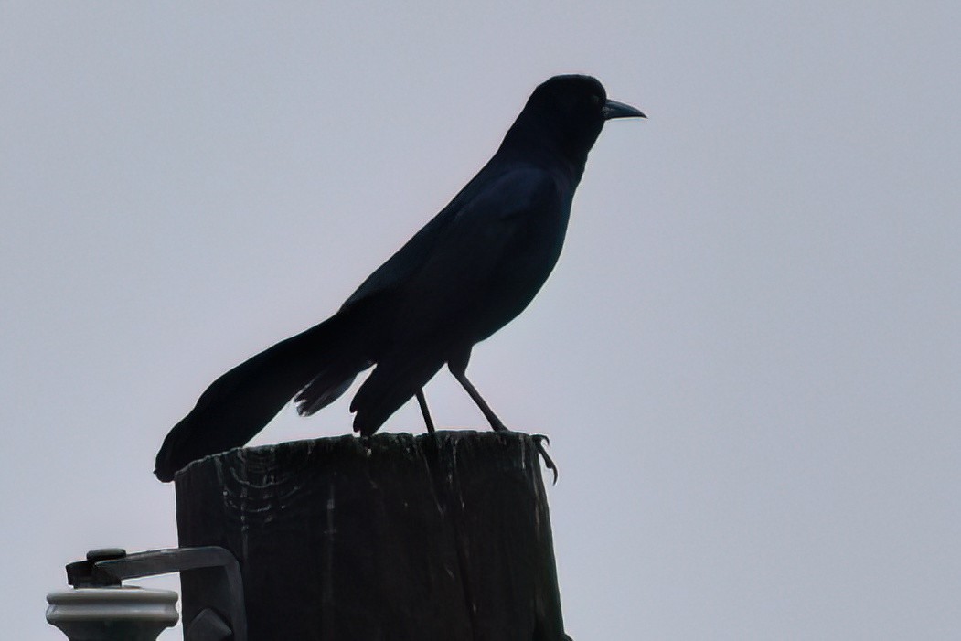 Boat-tailed Grackle - ML615979709