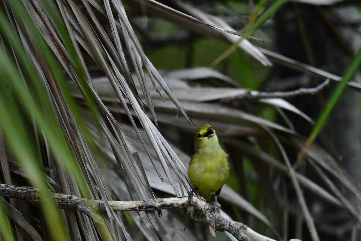 Thick-billed Vireo - ML615979981