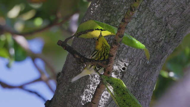 Cape May Warbler - ML615979997