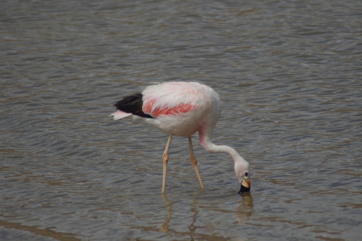 Andean Flamingo - ML615980170
