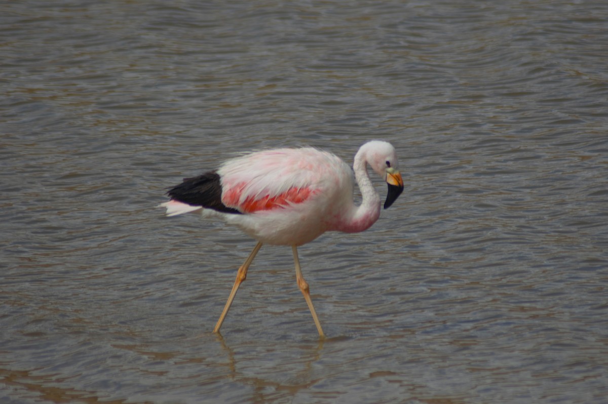 Andean Flamingo - ML615980172