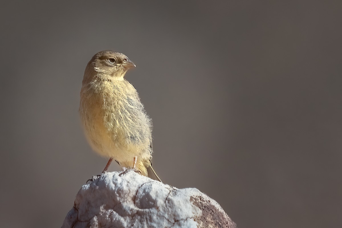 Greater Yellow-Finch - ML615980180