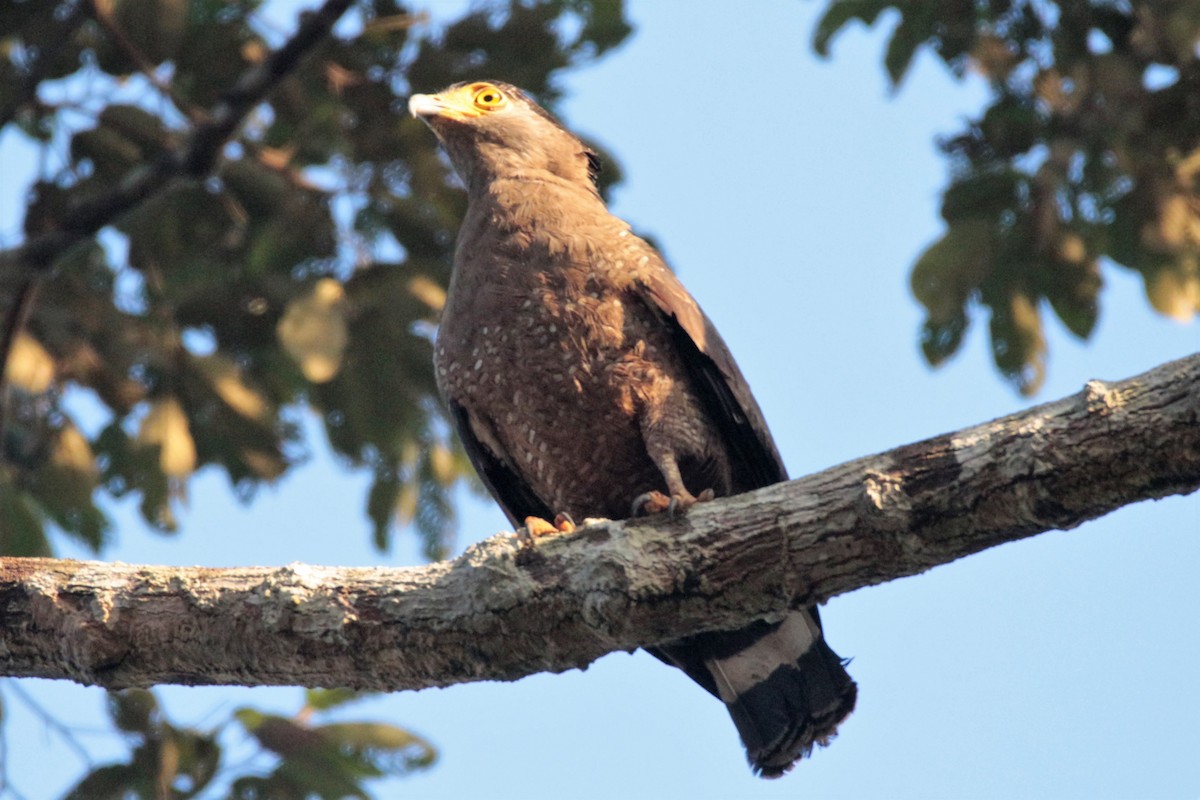Crested Serpent-Eagle - ML61598041
