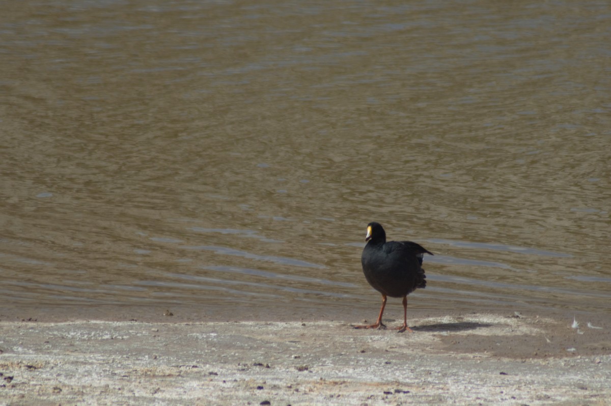 Giant Coot - ML615980425