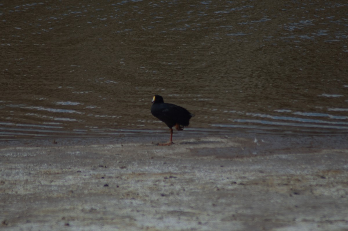 Giant Coot - ML615980426