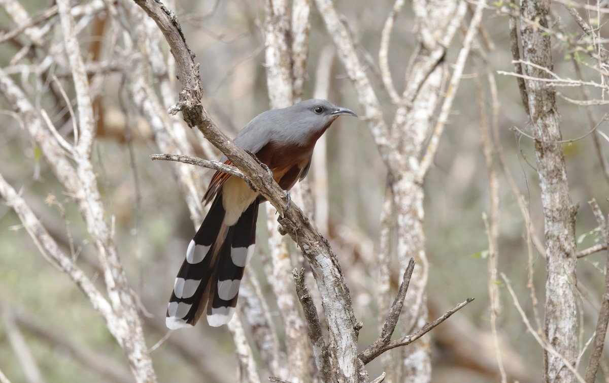 Bay-breasted Cuckoo - ML615980684