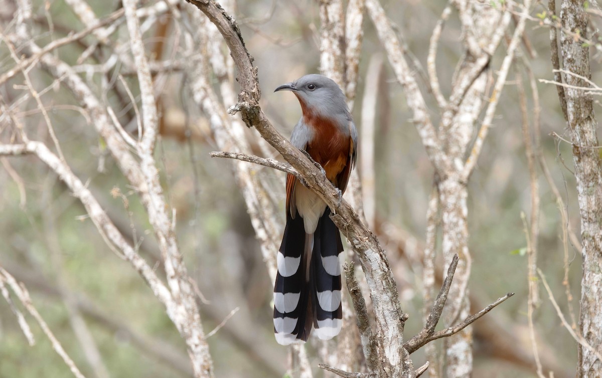 Bay-breasted Cuckoo - ML615980685