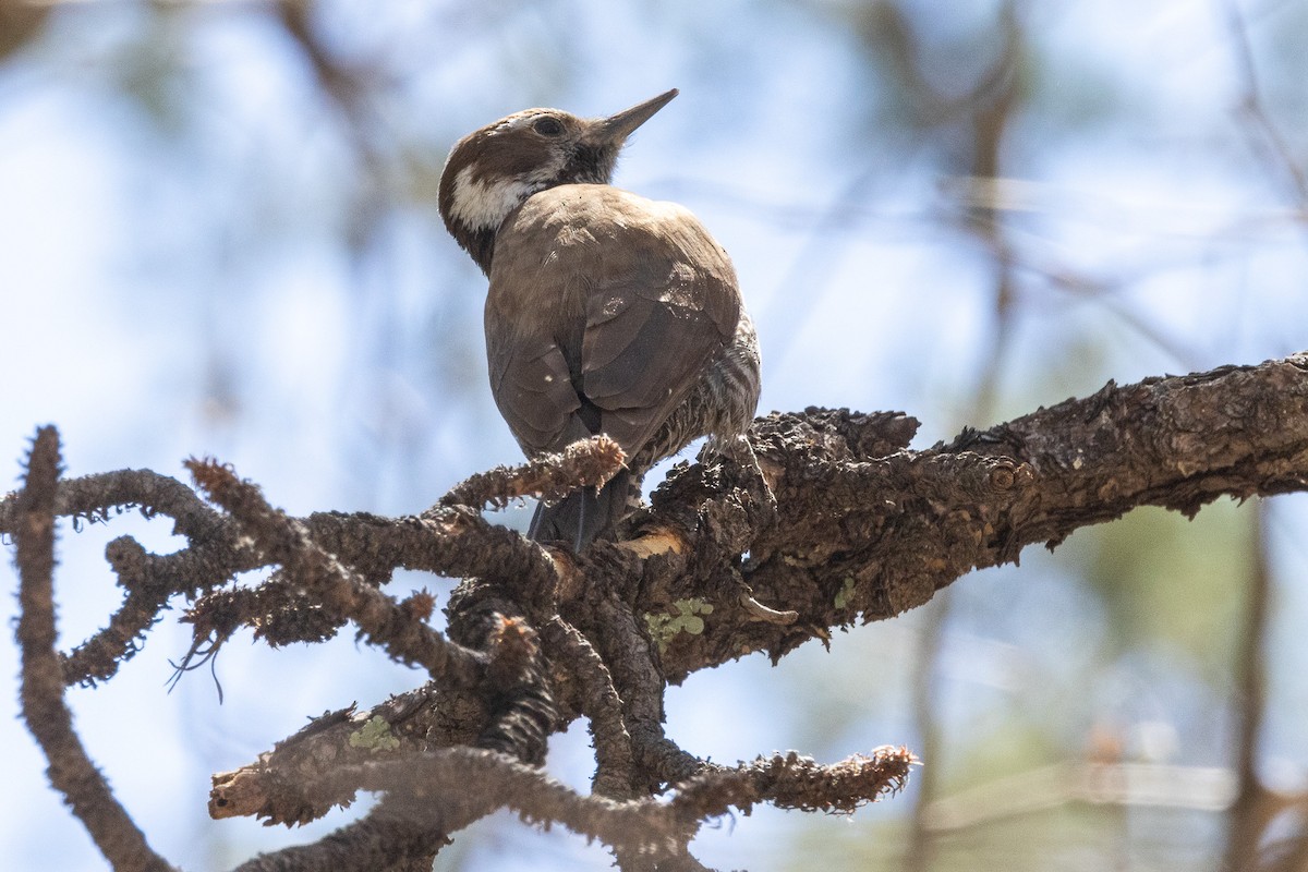 Arizona Woodpecker - ML615980700
