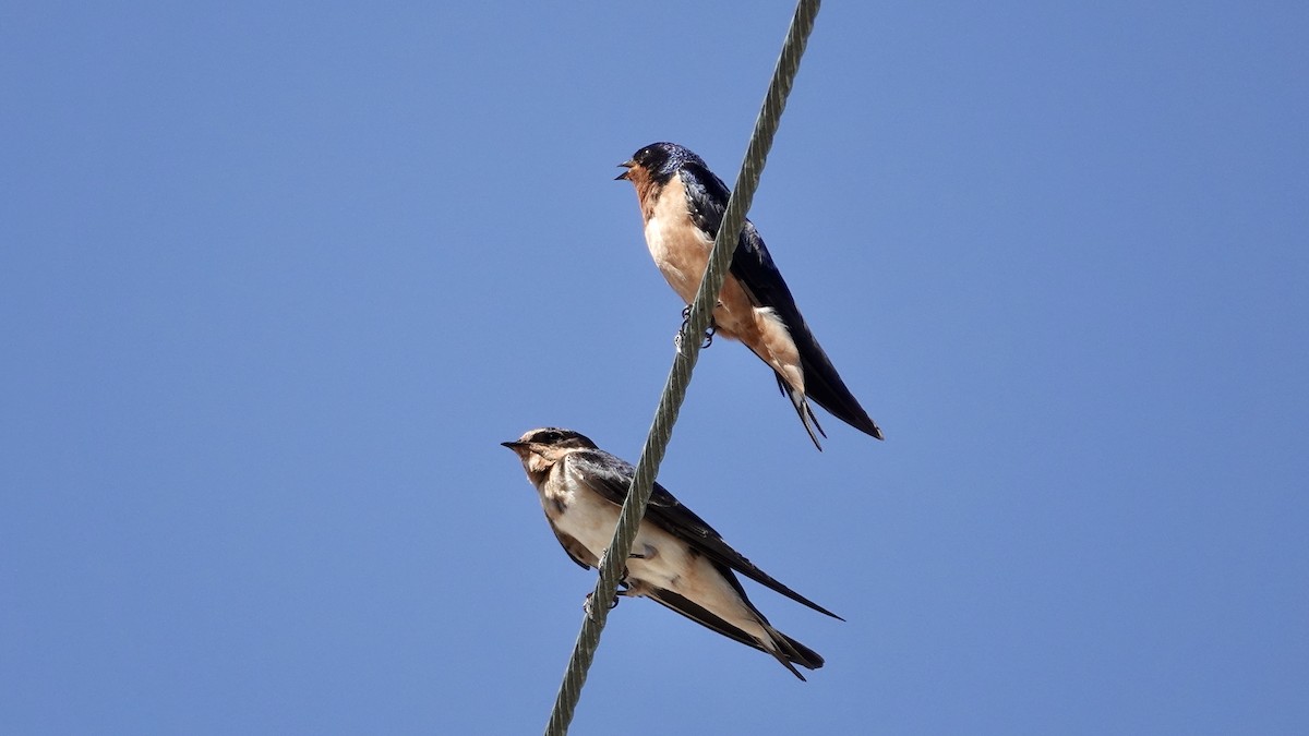 Barn Swallow (American) - ML615980893
