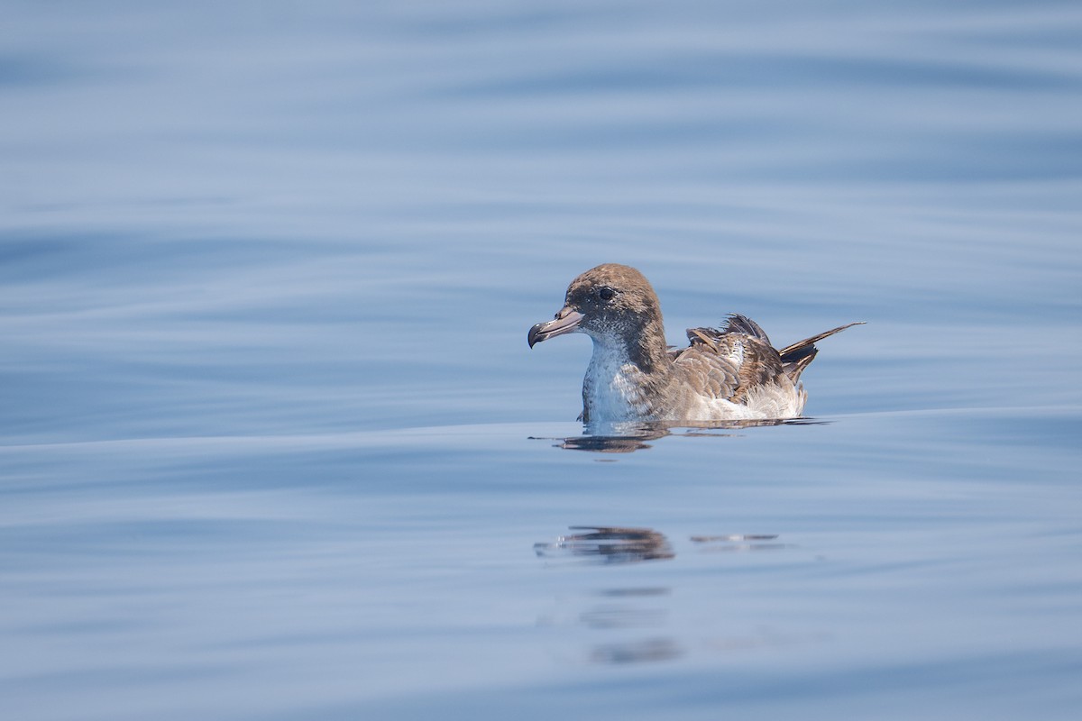 Pink-footed Shearwater - Moises Rodriguez