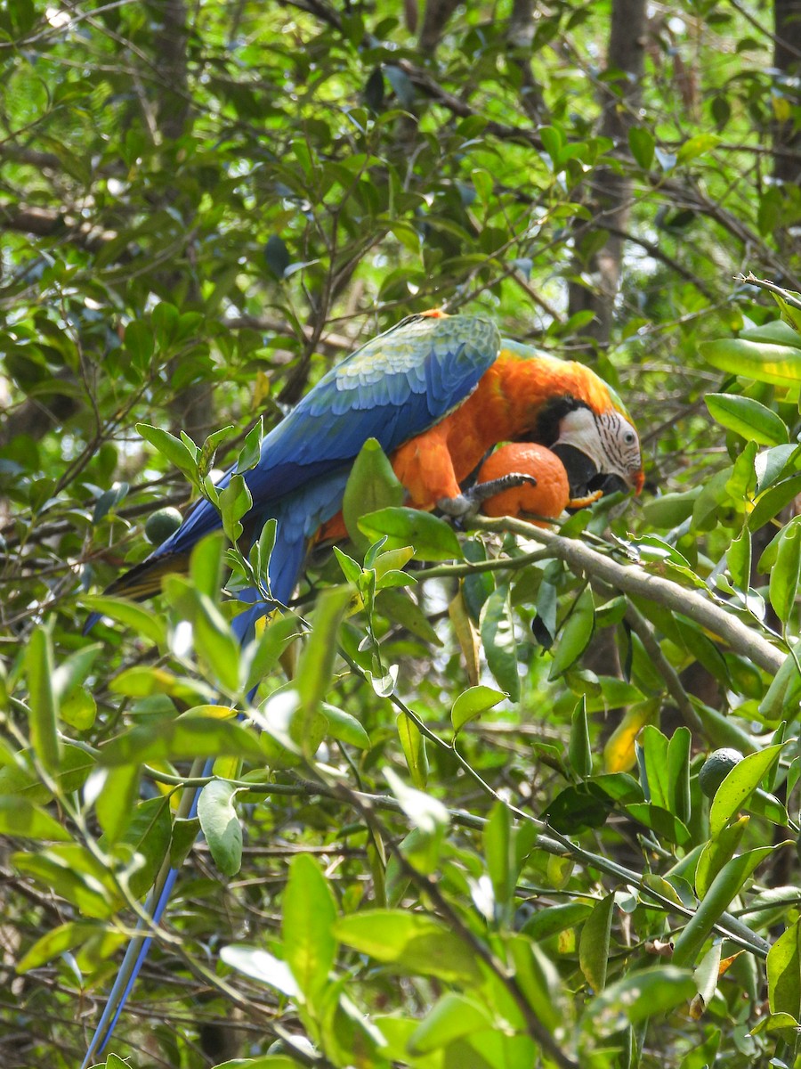 Blue-and-yellow x Scarlet Macaw (hybrid) - ML615981247