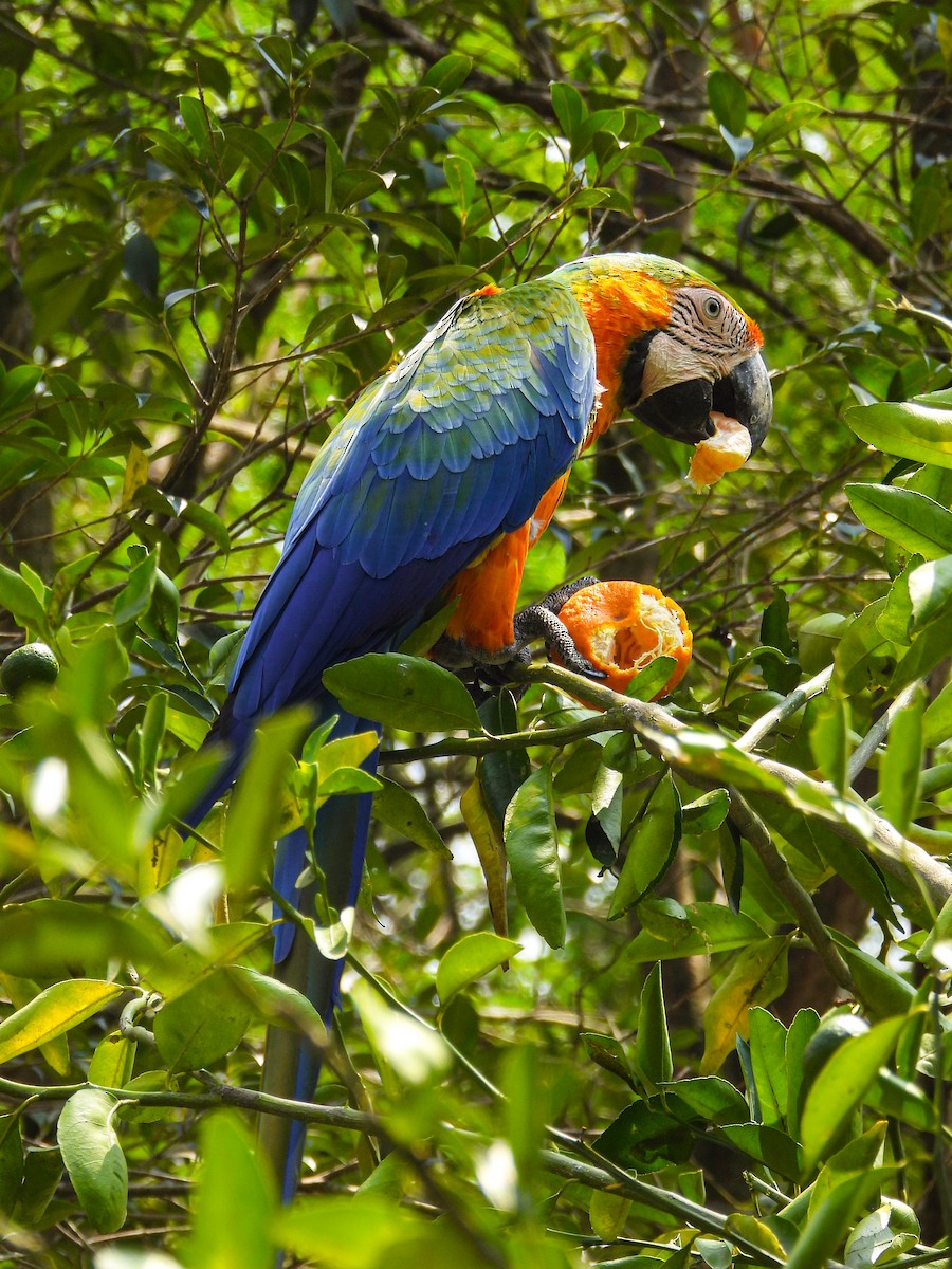 Blue-and-yellow x Scarlet Macaw (hybrid) - ML615981248