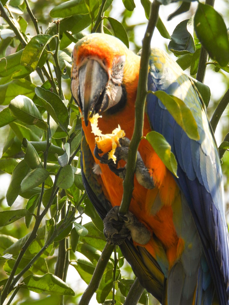 Blue-and-yellow x Scarlet Macaw (hybrid) - ML615981249