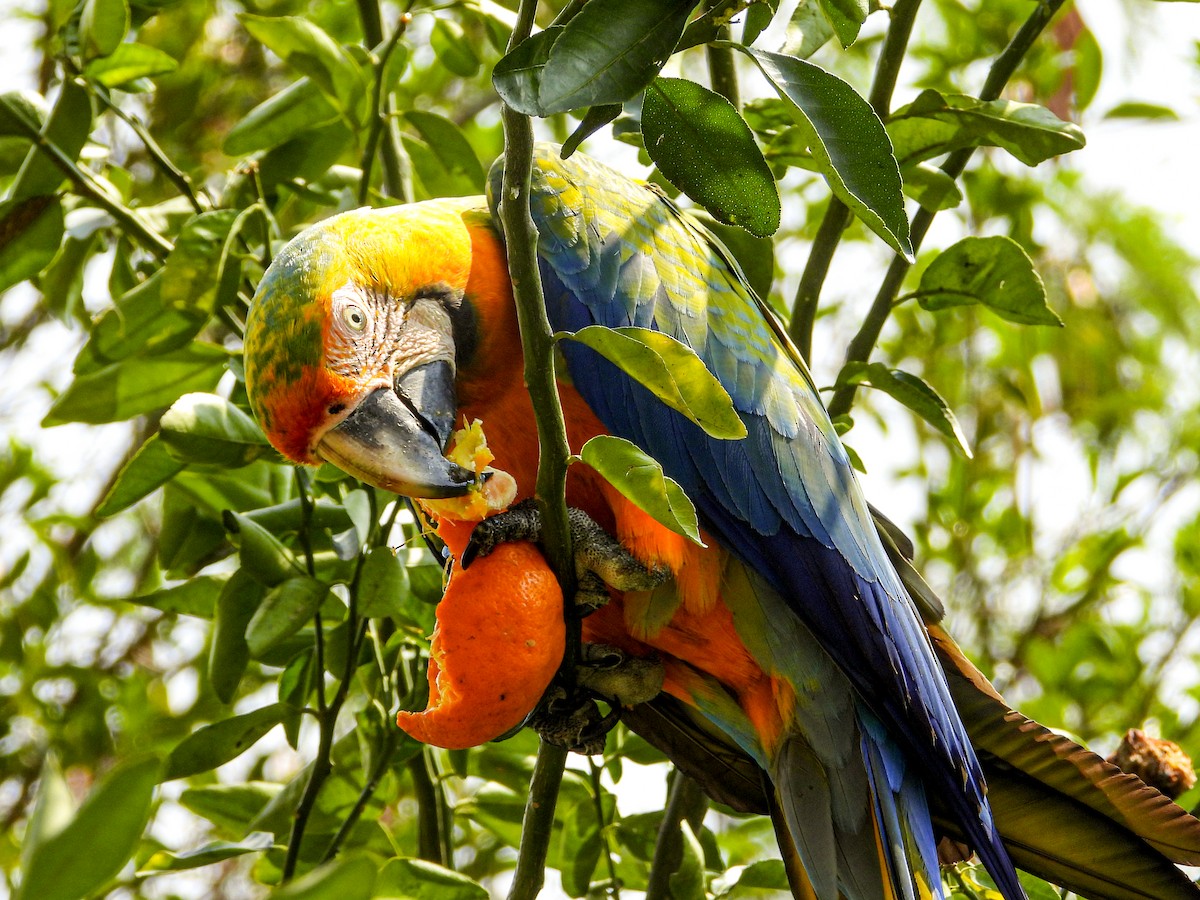 Blue-and-yellow x Scarlet Macaw (hybrid) - ML615981250