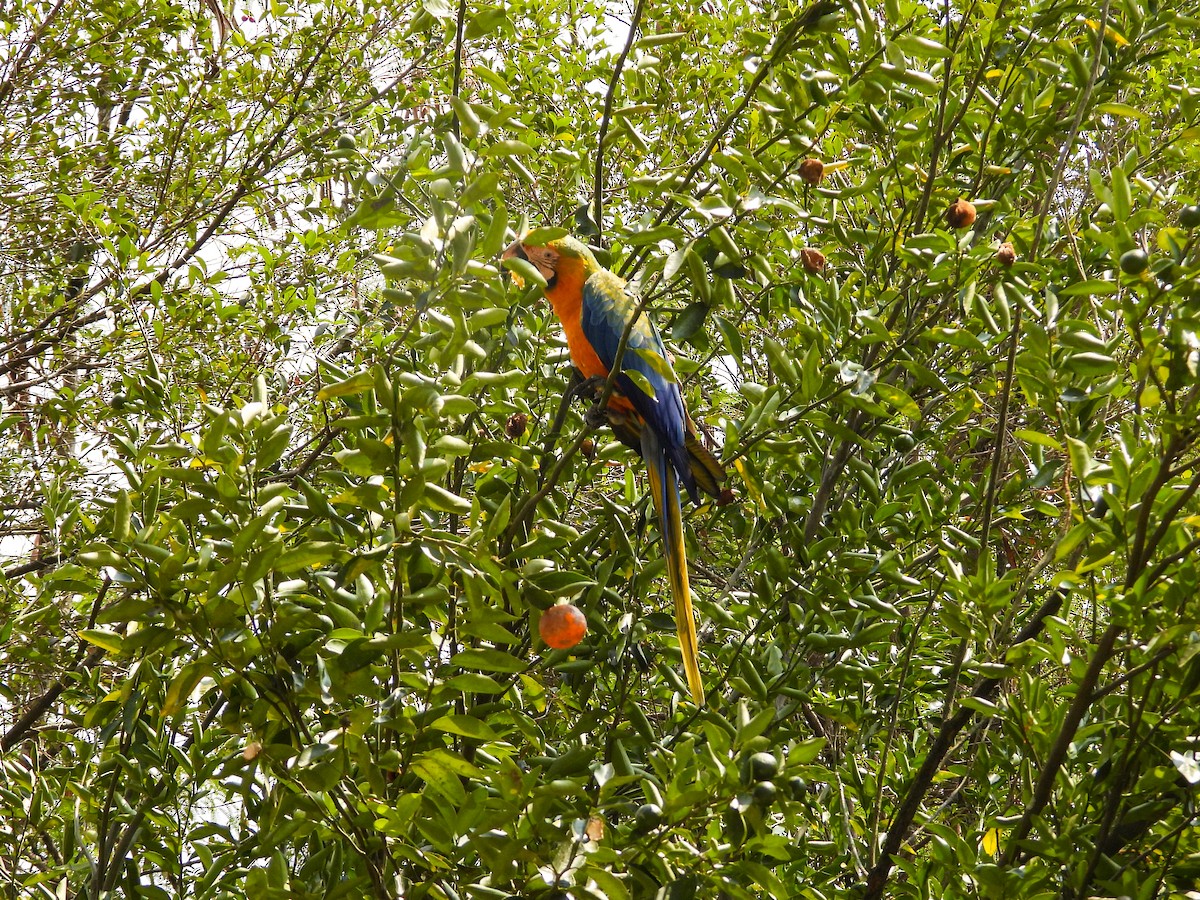 Blue-and-yellow x Scarlet Macaw (hybrid) - ML615981251