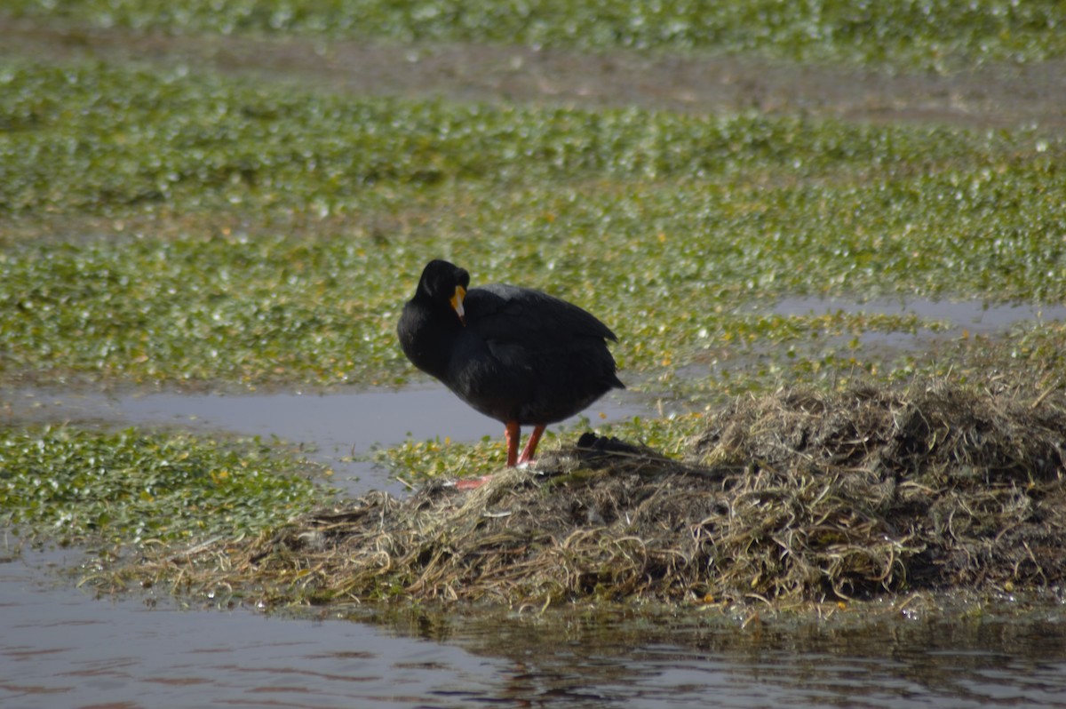Giant Coot - ML615981329