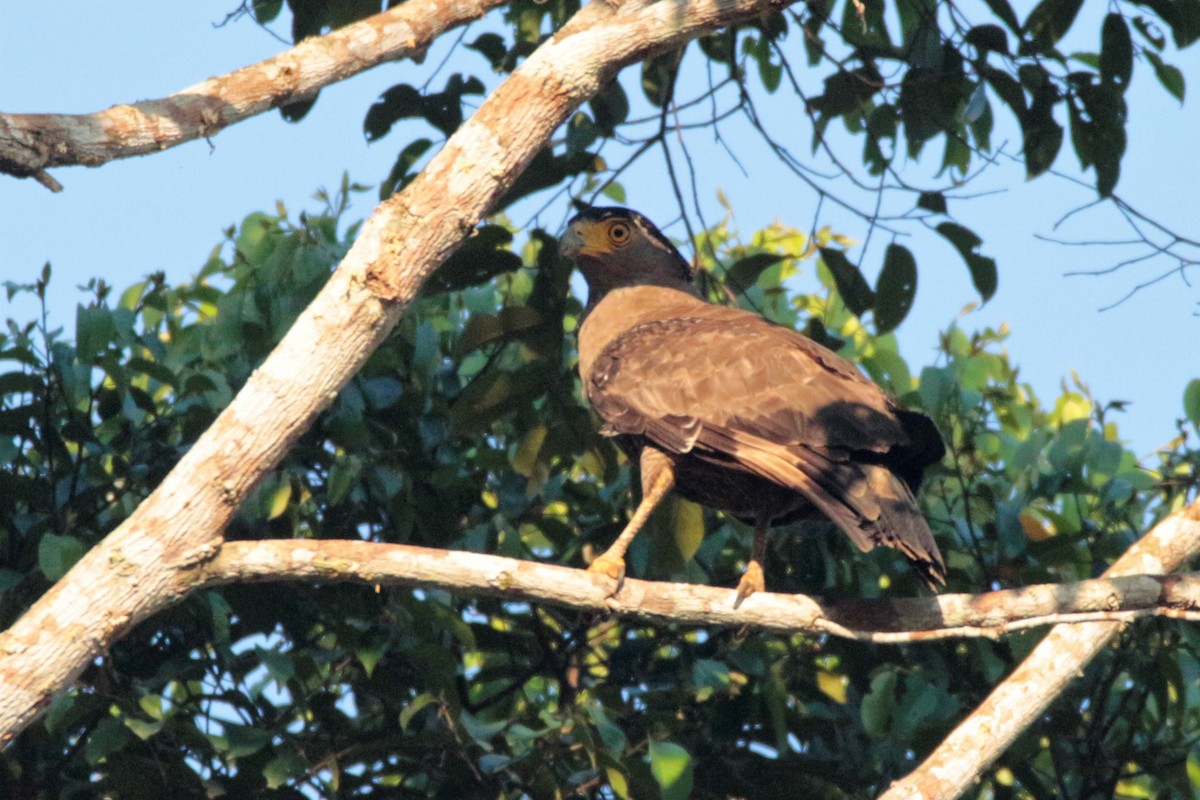 Crested Serpent-Eagle - ML61598141