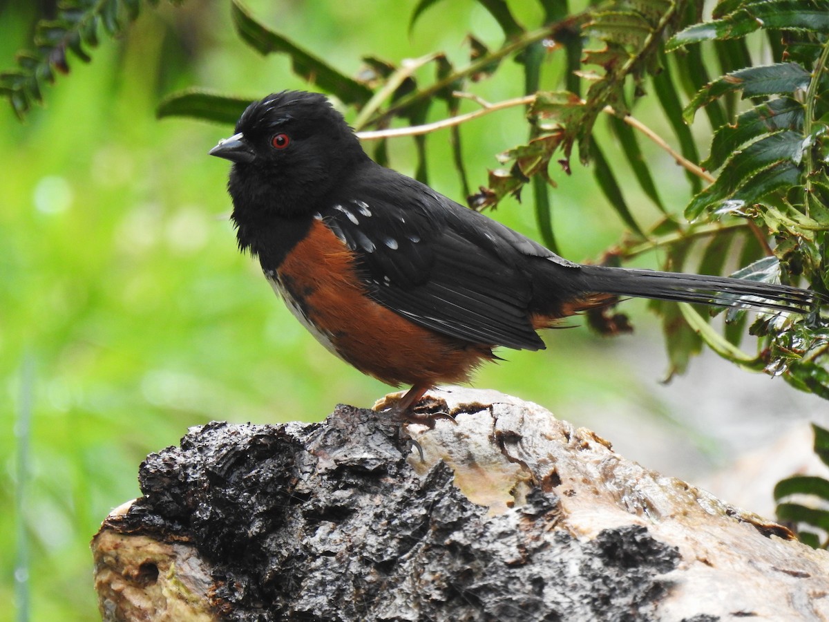 Spotted Towhee - ML615981430