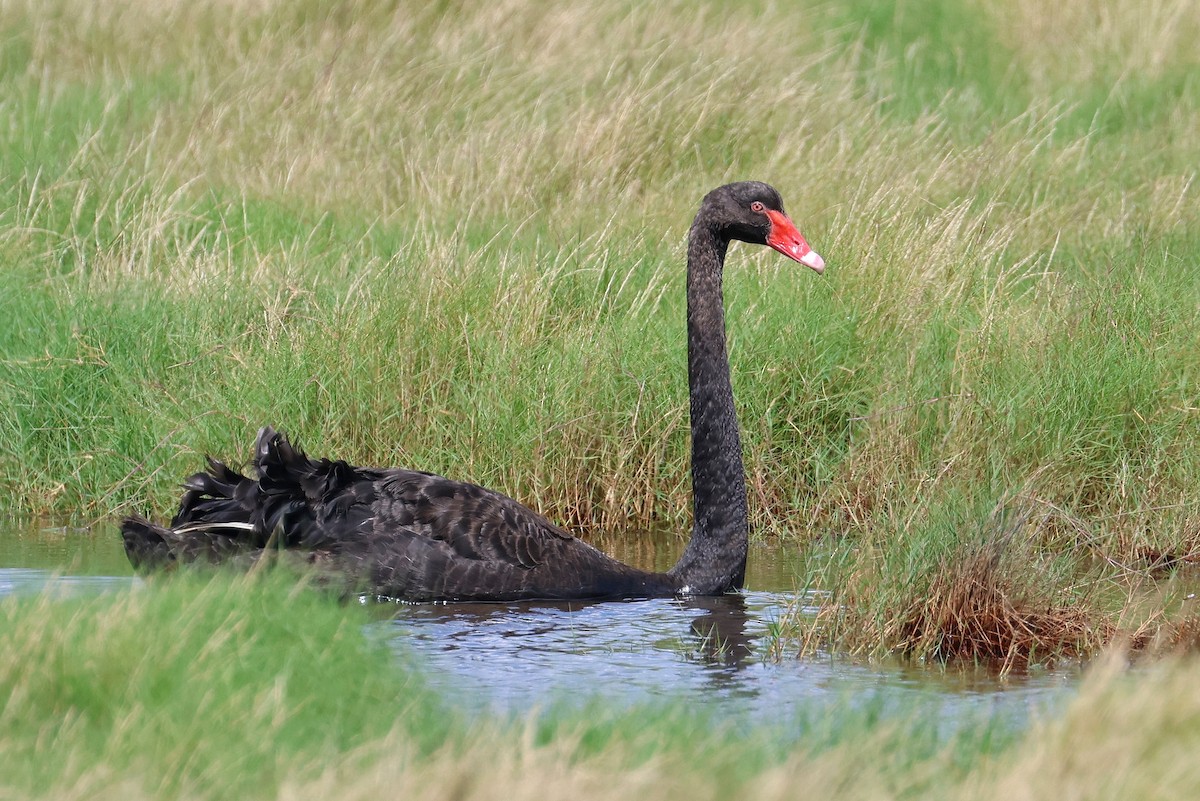 Black Swan - Lorix Bertling