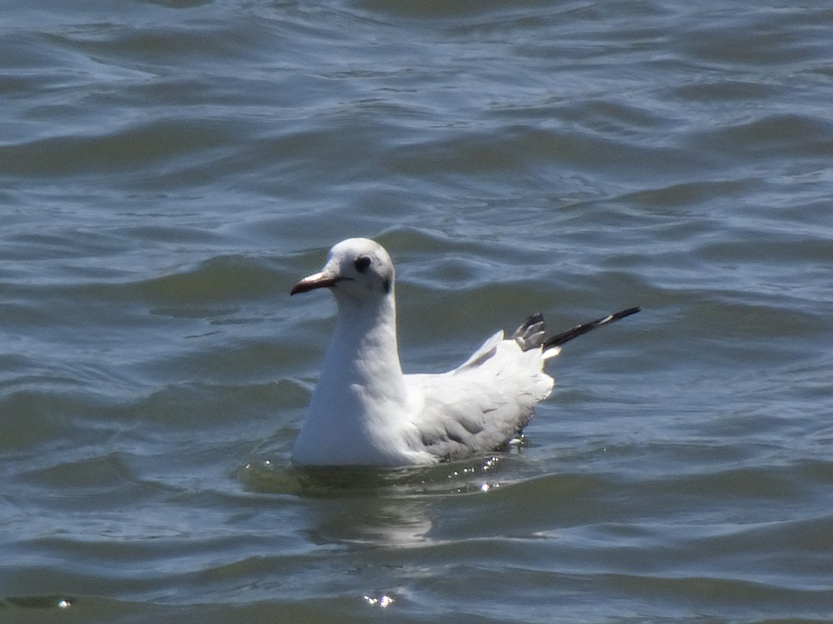 Mouette rieuse - ML615981474