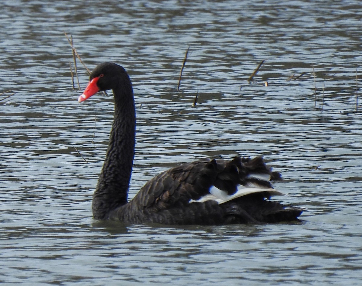 Black Swan - Rick Bennett