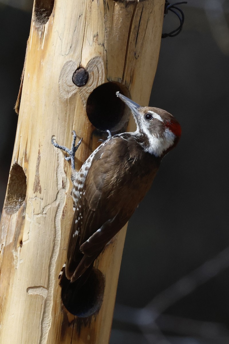 Arizona Woodpecker - Chris Brown