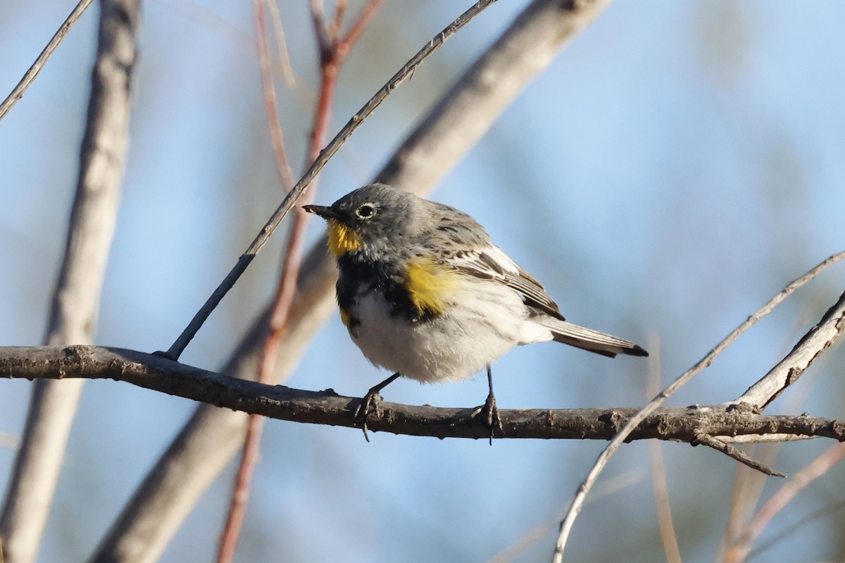 Yellow-rumped Warbler (Audubon's) - Chris Brown
