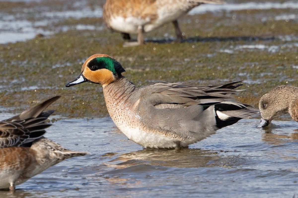 American Wigeon x Green-winged Teal (hybrid) - Michael Park