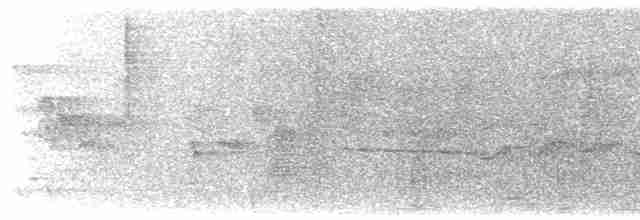 gråhodetreløper (griseus gr.) - ML615981797