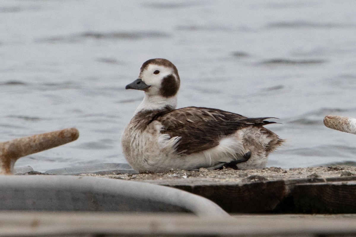 Long-tailed Duck - Michael Park