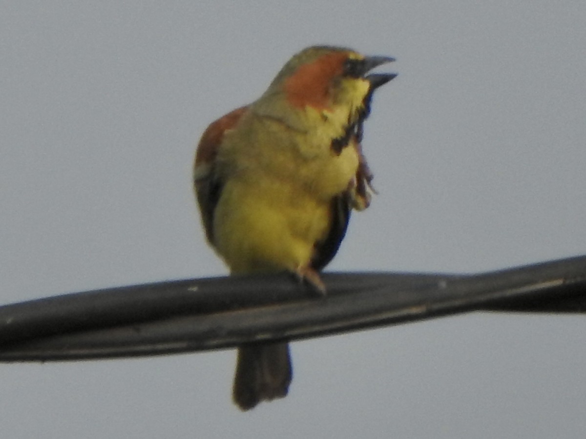 Plain-backed Sparrow - suska kocis