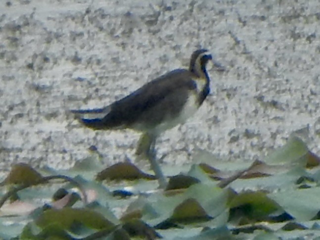 Pheasant-tailed Jacana - suska kocis