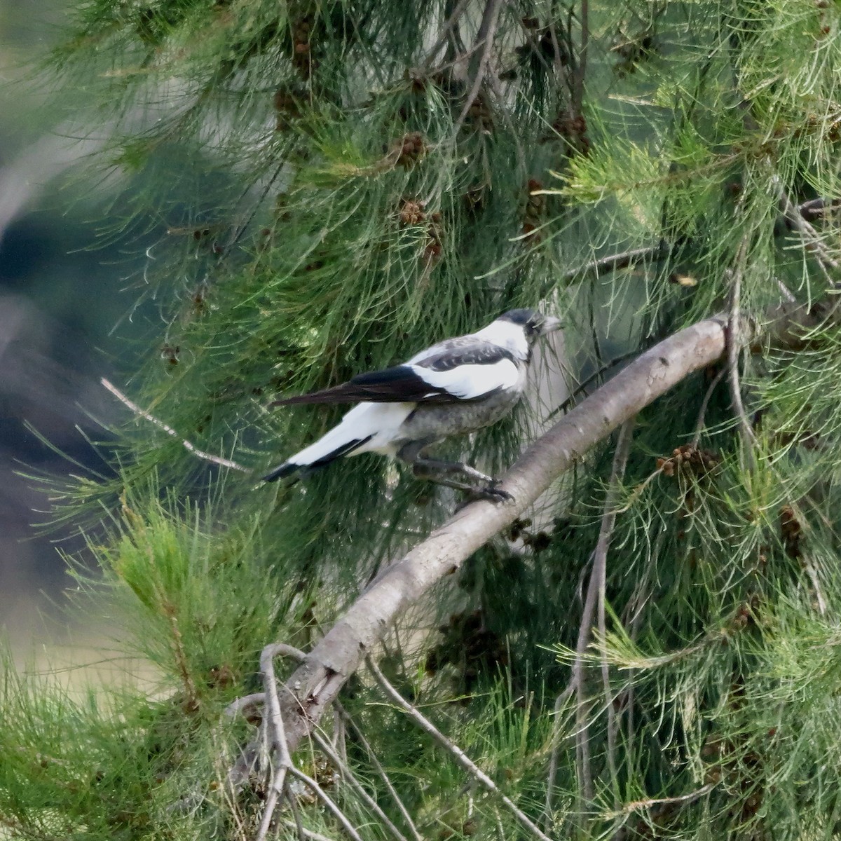 Australian Magpie (White-backed) - ML615981897