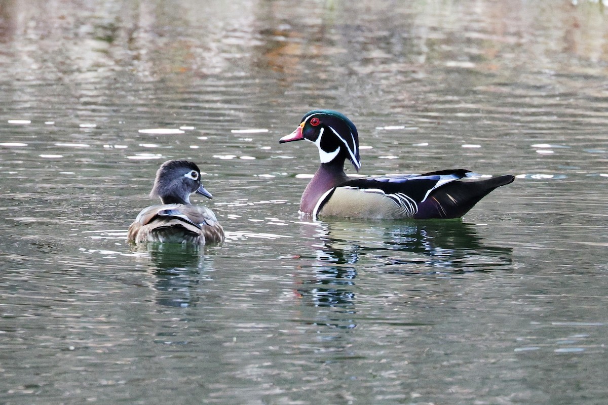Wood Duck - Ginger Spinelli